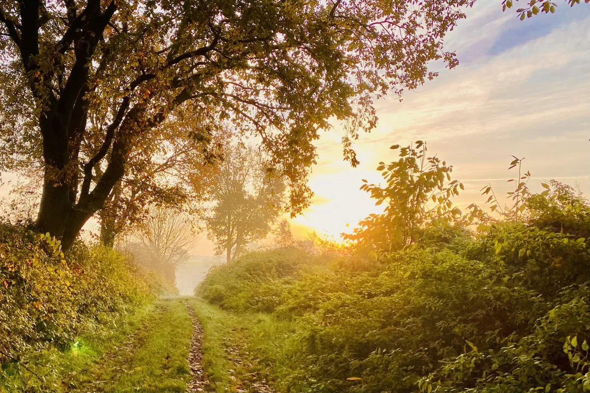 Sunlight shining through trees on a walking path, representing mood improvement habits